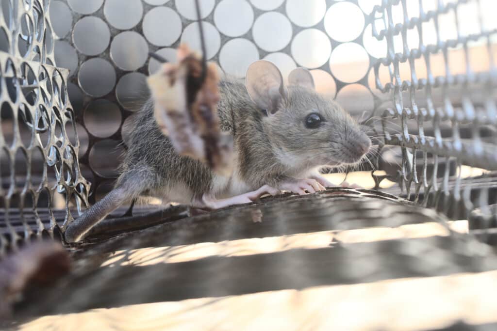 Tackling Mice Infestations With Expert Pest Control Rats Management