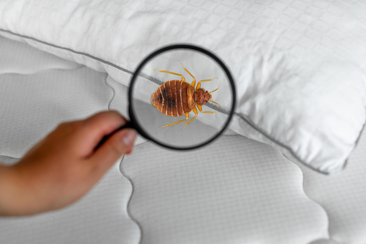 bed bug pest control eau claire wi