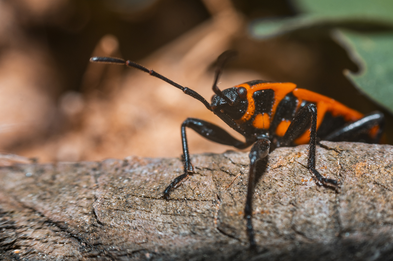 box elder bugs pest control eau claire wi