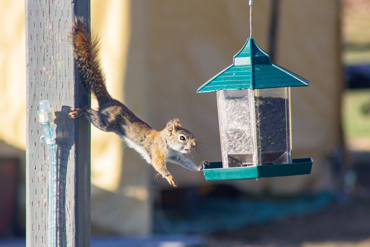 squirrel pest control eau claire wi