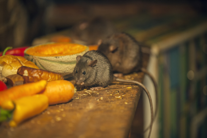 Common Mistakes in Mouse Pest Control and How to Avoid Them