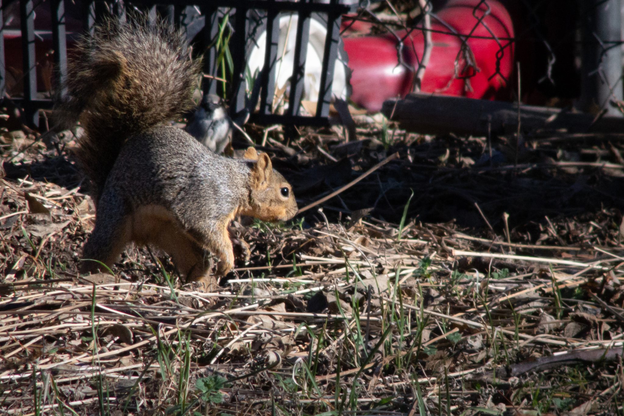 Top Signs You Need Squirrel Pest Control Services