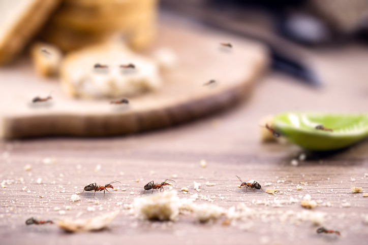 Top Reasons Ant Pest Control is Essential for Your Home’s Health