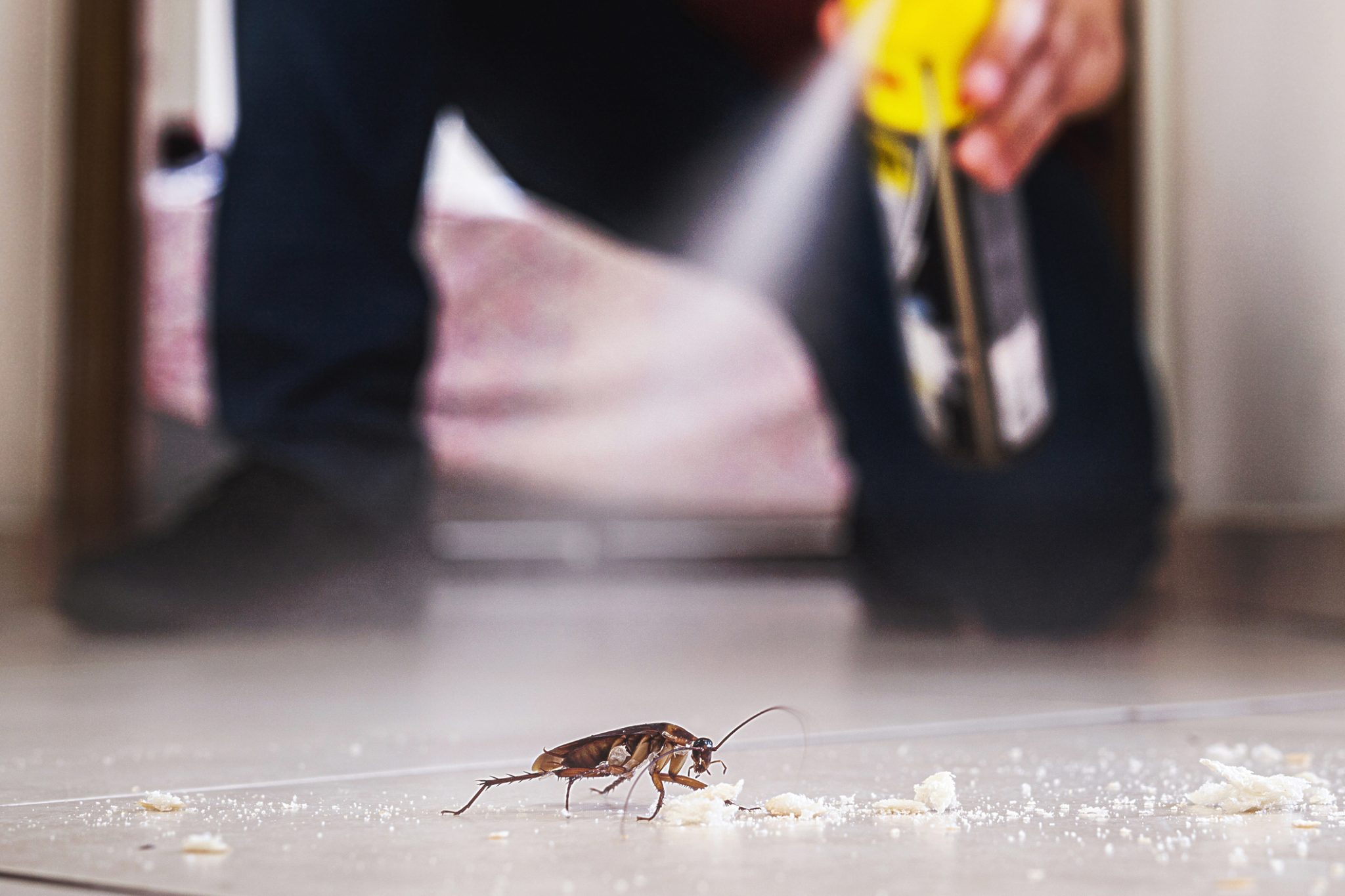 The Impact of Pest Control on Your Health and Safety