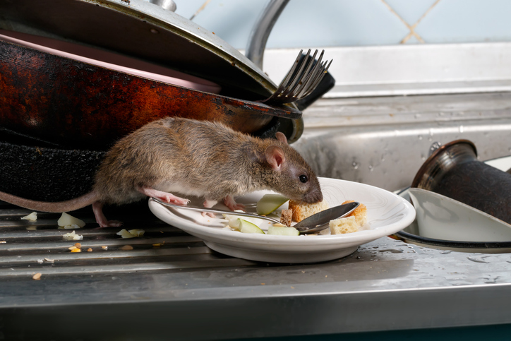 Rodent Pest Control: When to Call the Professionals