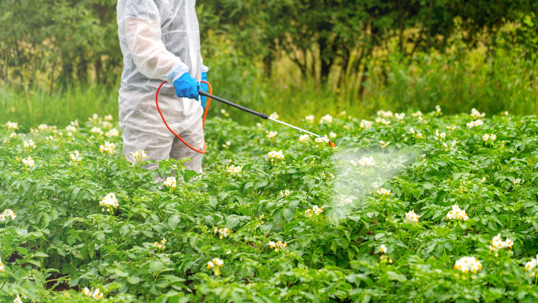 The Impact of Weather on Stinging Insect Pest Control