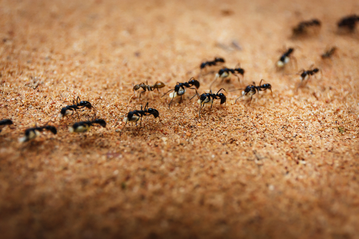 ant removal service in Altoona WI