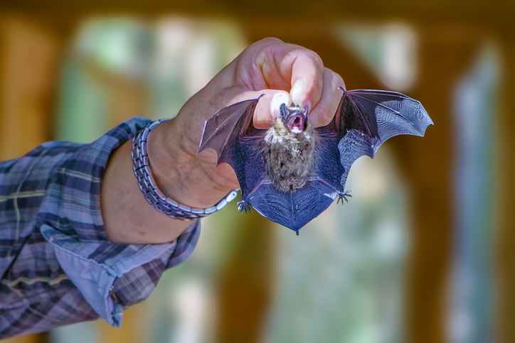 bat removal services in Altoona WI