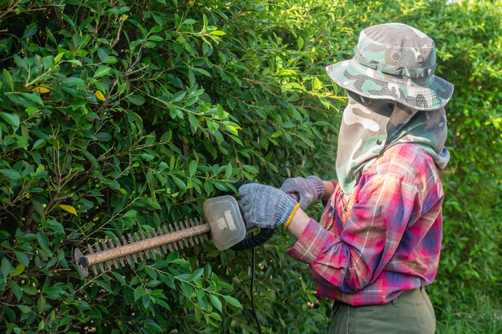 box elder pest control in Altoona WI