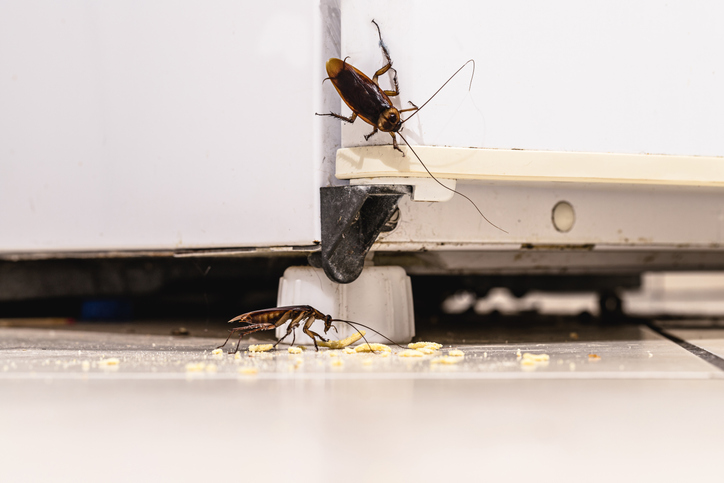 cockroach pest control in Altoona WI