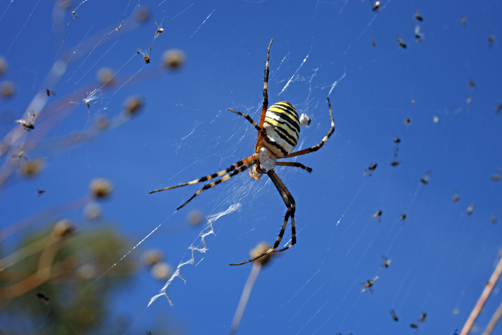 spider pest control in Altoona WI