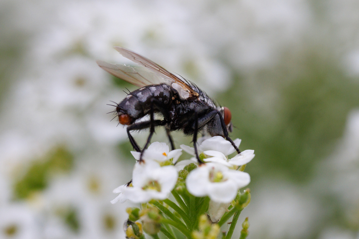 western boxelder bug control in Altoona WI