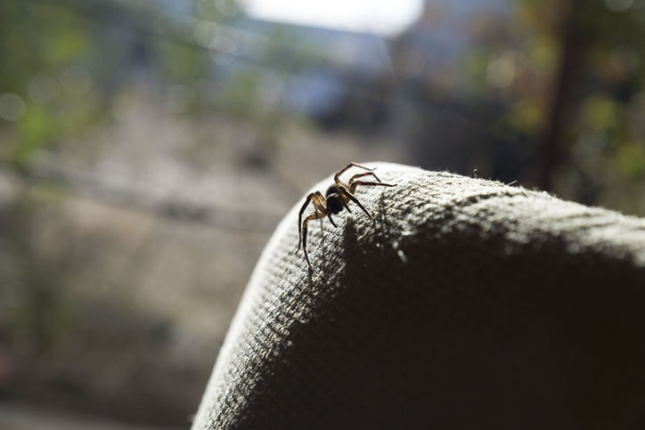 Spider Pest Control: The Importance of Regular Home Inspections