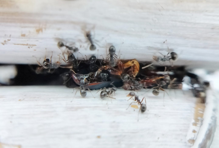 Ant Pest Control: How to Identify and Eliminate Ant Infestations