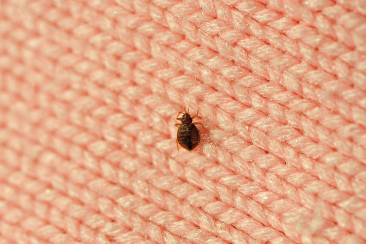 Signs You Need Immediate Bed Bug Removal in Your Home