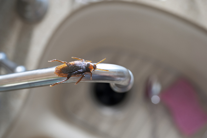 Hidden Dangers of Ignoring Roach Pest Control in Your Home