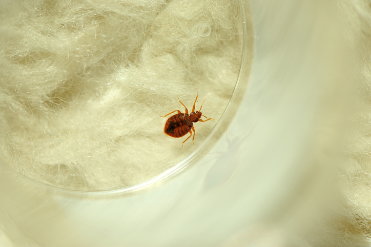 bed bug treatment in Eau Claire WI