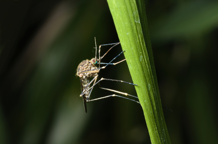 mosquito control in Eau Claire WI