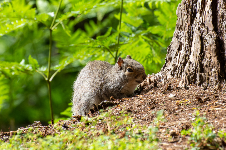 pest control in Wausau WI