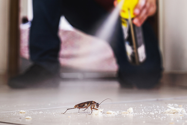 roach pest control in Altoona WI