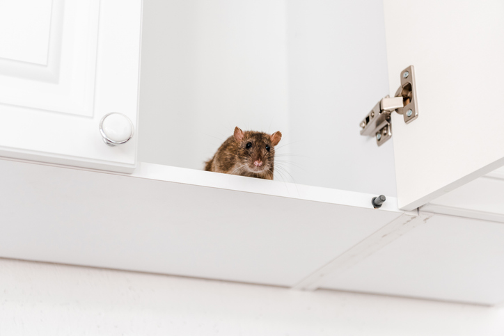 rodent pest control in Appleton WI