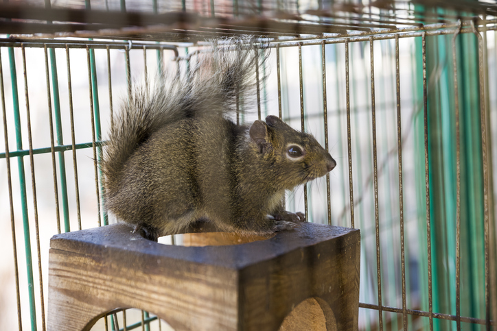 squirrel pest control in Appleton WI