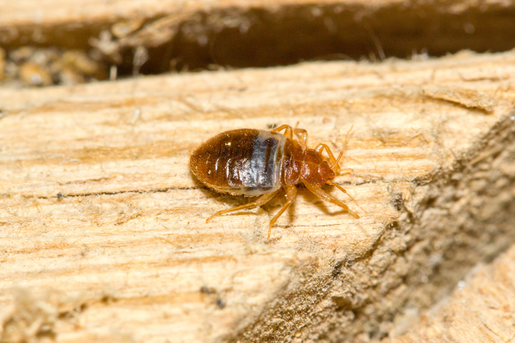 How Bed Bug Pest Control Services Help Prevent Future Infestations