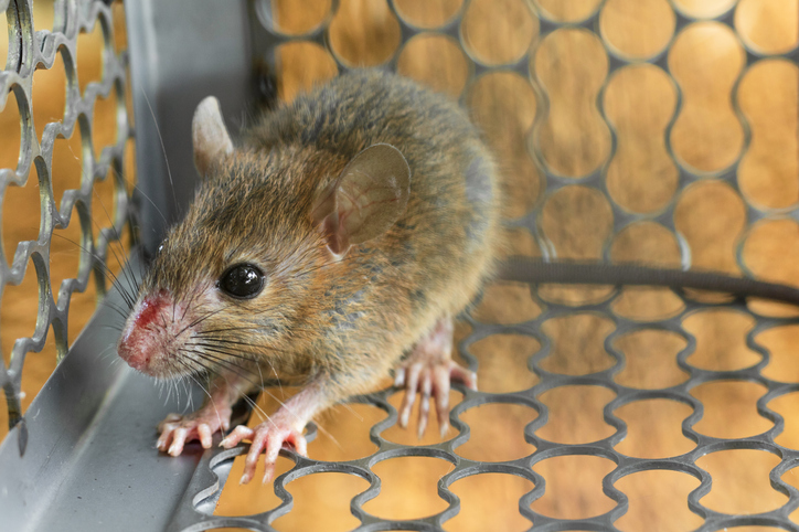 The Role of Mouse Pest Control in Safeguarding Your Home’s Structure