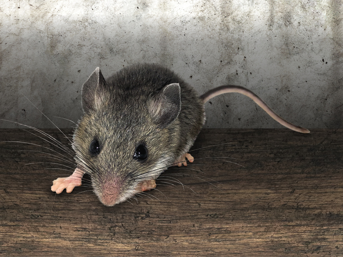 How Rodent Control Can Save You Money on Expensive Home Repairs