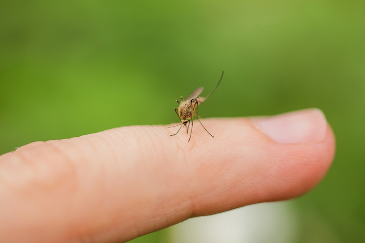 Why Mosquito Pest Control Is Vital for Protecting Your Family’s Health