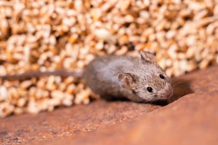 Why Mouse Pest Control Is Essential for Protecting Your Food Storage