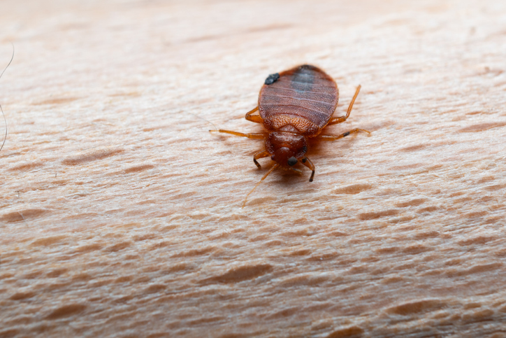 How Commercial Bed Bug Control Helps Maintain a Safe Environment