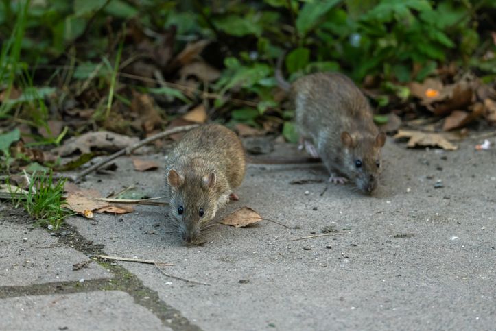 How Rodent Pest Control Costs Vary Depending on Infestation Severity