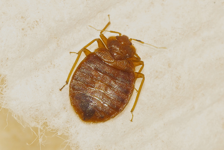 How Bed Bug Pest Control Can Improve Your Sleep and Reduce Stress