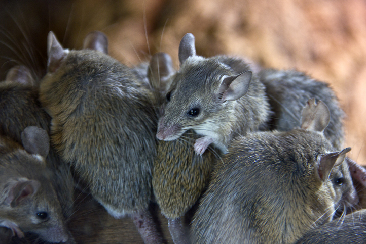 mouse pest control in Green Bay WI