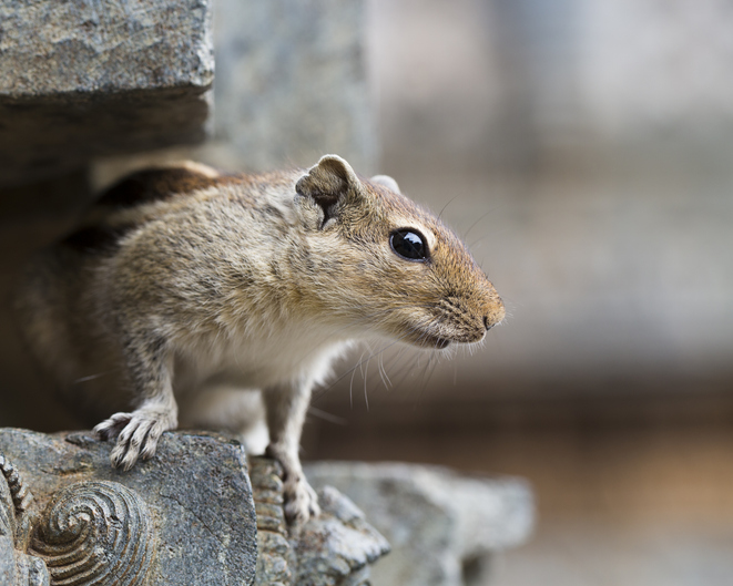 squirrel pest control in Wausau WI