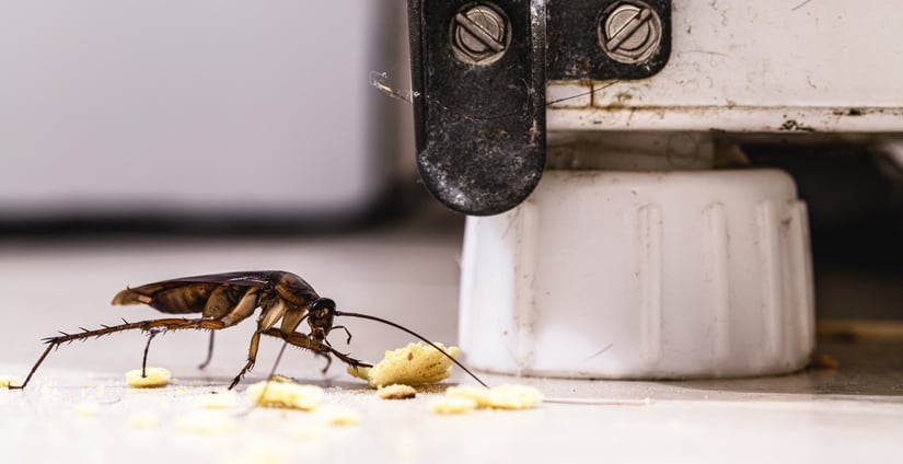 5 Signs You’re Not Using the Best Pest Control for Roaches