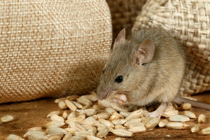 How Smart Technology is Revolutionizing Mouse Pest Control