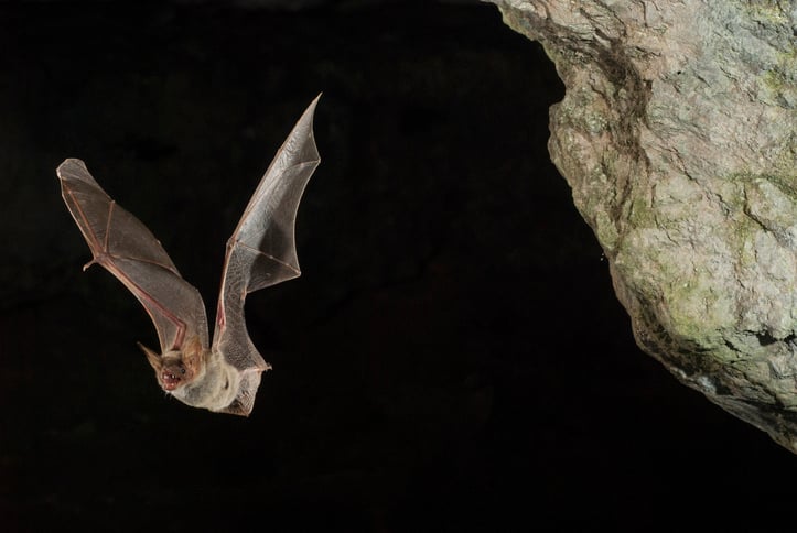 The Hidden Dangers of Ignoring Bat Pest Control