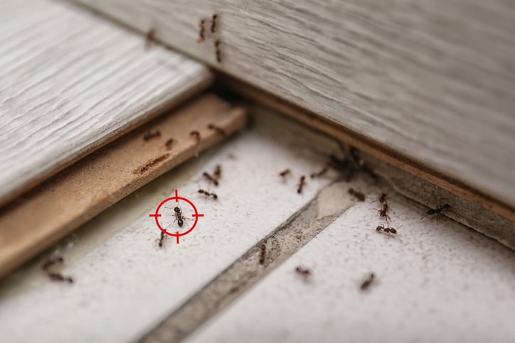 The Hidden Dangers of Neglecting Ant Pest Control in Your Kitchen