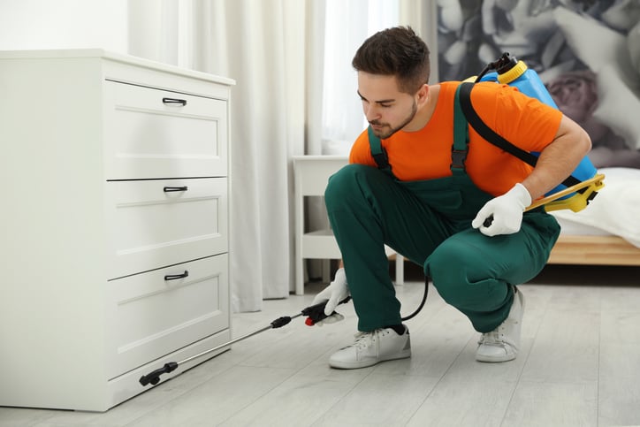 The Seasonal Guide to Effective Pest Control at Home