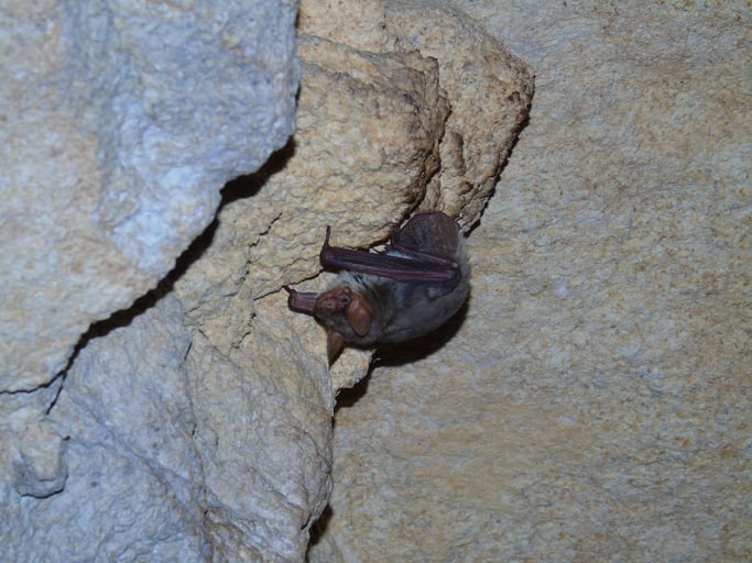 Why Attic Insulation Matters in Bat Pest Control