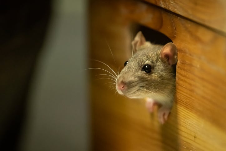 Why Store-Bought Mouse Pest Control Products Aren’t Enough