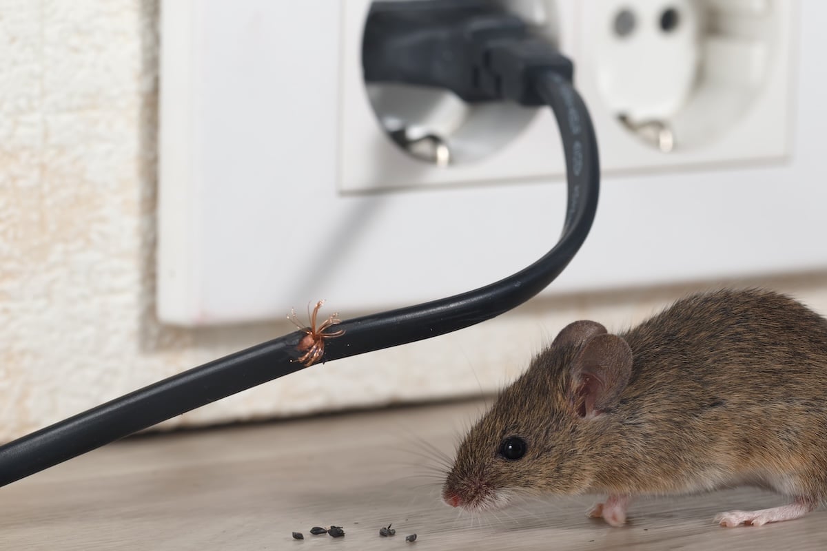 mouse in house chewed wire