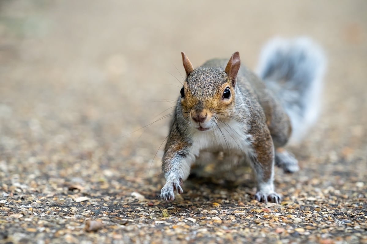 squirrel in the park