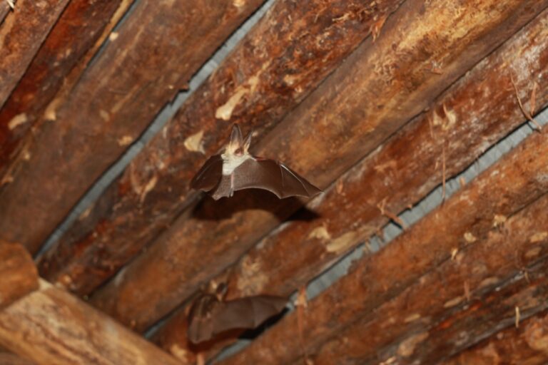 Bat flying in a wood house in the night