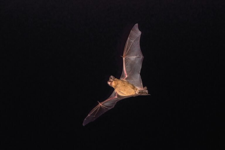 Free Tailed Bat.