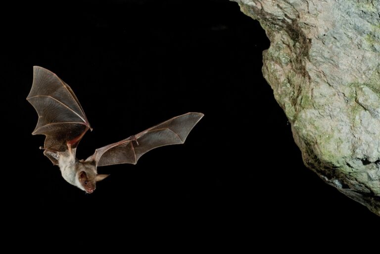Bat buzzard, myotis myotis, flight in his cave