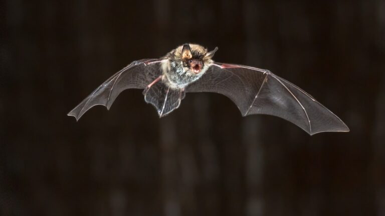 bat flying
