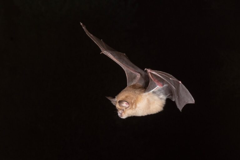Greater Horseshoe Bat